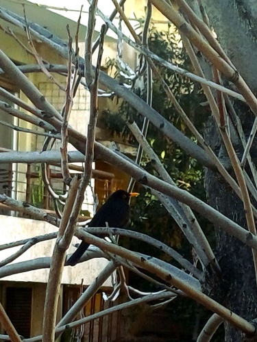 «Το κοτσύφι μου κι εγώ»*