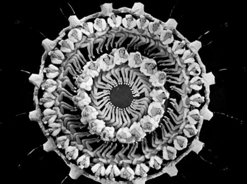 Γεωμετρία στο νερό: όταν το όραμα του Busby Berkeley συνάντησε τη γοργόνα Esther Williams