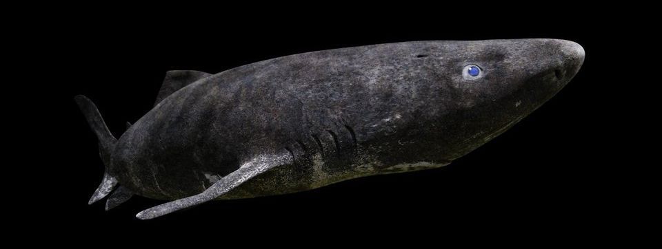 Η ζωντανή χρονοκάψουλα του Βορρά: ο καρχαρίας που κολυμπά από την εποχή του Γαλιλαίου